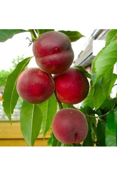 Prunus persica ‘Rich May’